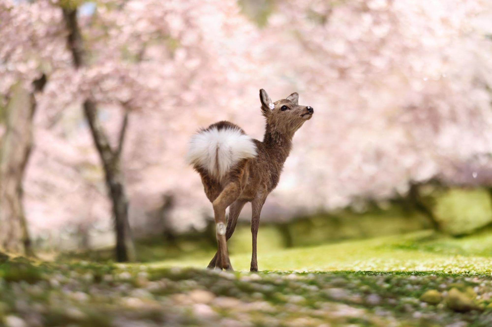 Villa Ranjatai Nara Esterno foto